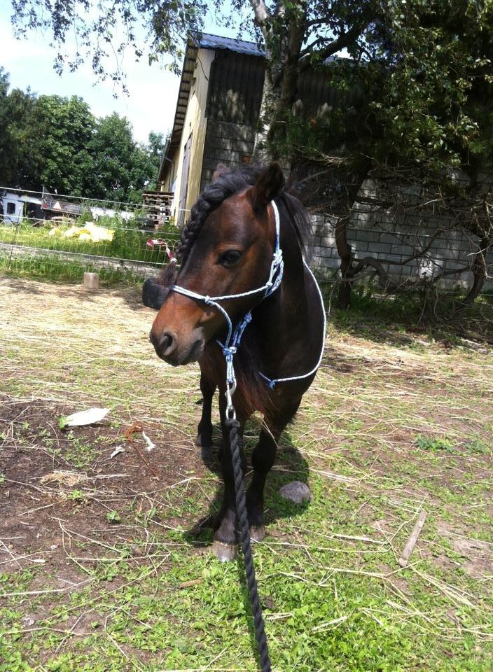 Shetlænder Bakkegaard's James (min egen) billede 3