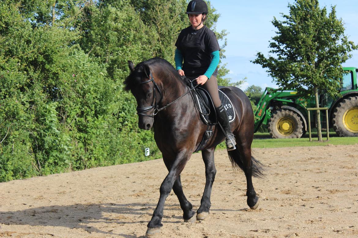 Frieser Zorro - Første ridetur hjemme, D. 01.07.2013!:) billede 14