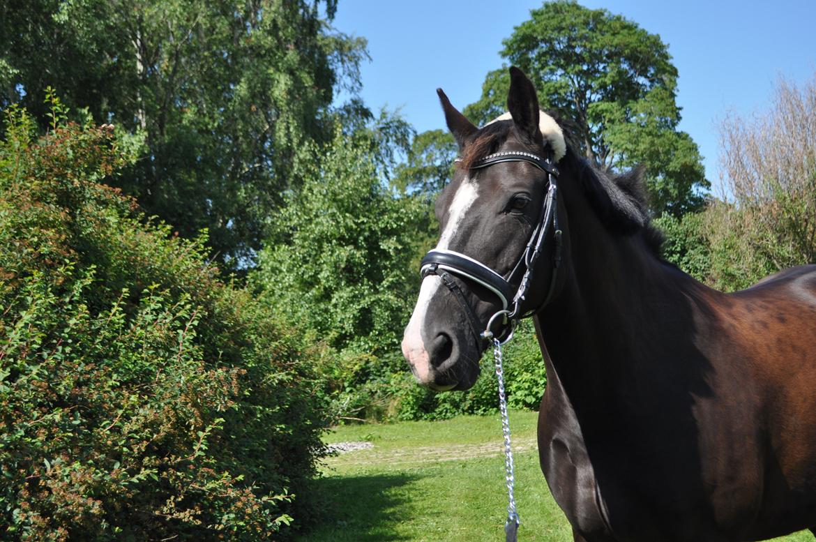 Oldenborg Josefine Fjellerup - VBH -<3 [Prinsesse] - My one and only <3 - foto: Josephine Hinrup(mig billede 8