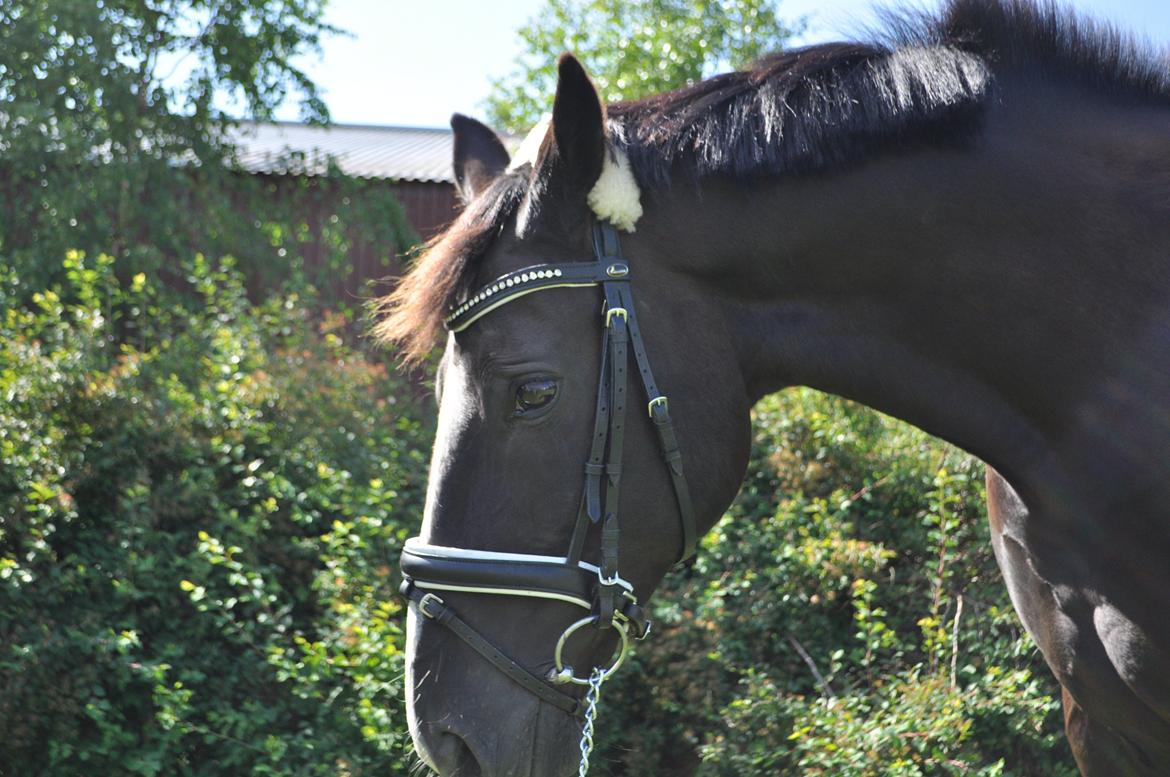 Oldenborg Josefine Fjellerup - VBH -<3 [Prinsesse] - Smukke Josefine - Foto: Josephine Hinrup (mig. billede 7