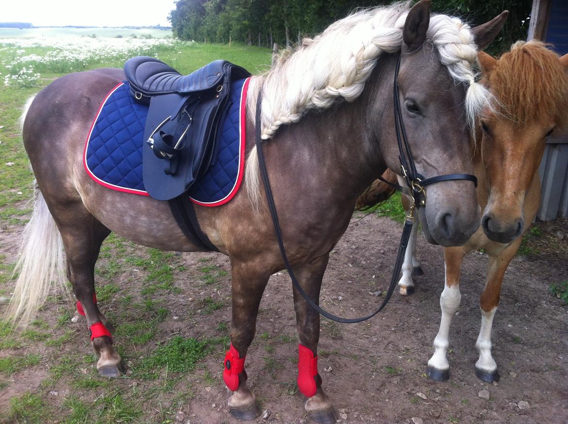 Islænder Así - Min stjerne. <3 billede 11