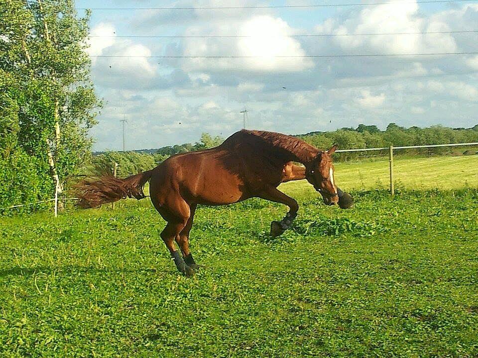 Dansk Varmblod Fiona - En glad Røde - første dag på fold det nye sted:) billede 7
