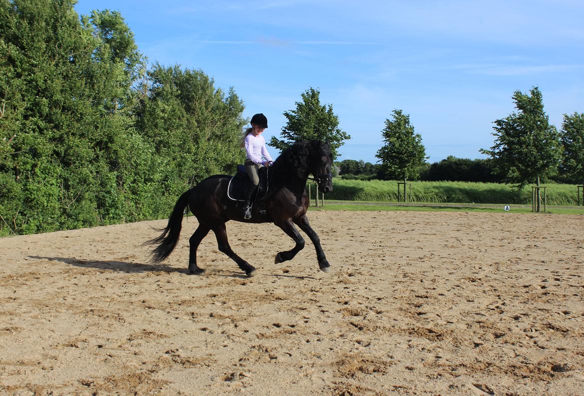 Frieser Zorro - Zorro og jeg, første ridetur hjemme! Elsker hans galop!:) billede 12