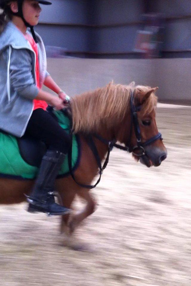 Shetlænder Jesper - dressur træning! billede 5