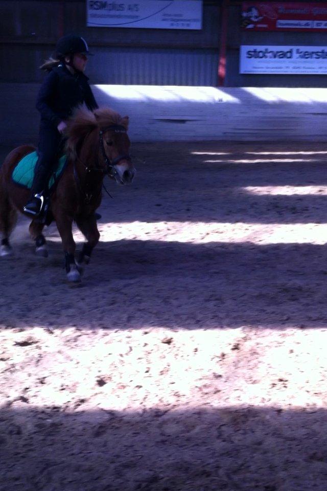 Shetlænder Jesper - Spring undervisning ved Sarah billede 15