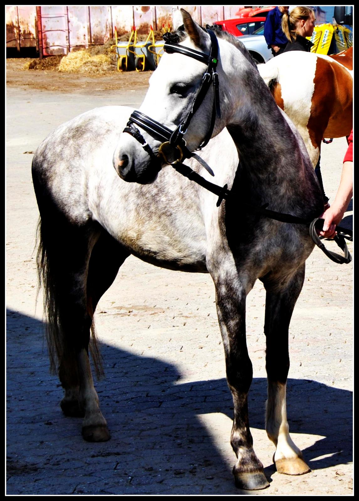 Welsh Pony (sec B) Korreborg's Barolo (SOLGT) :'(<3 - til stævne hvor vi fik en 4 plads<3 (hans andet stævne i hele hans liv! billede 6