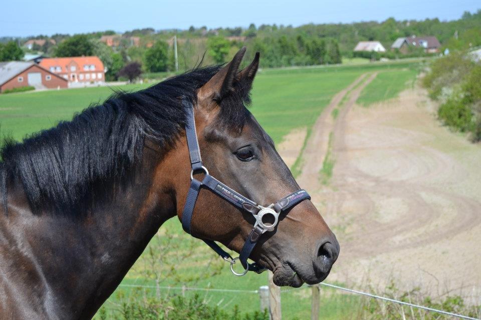 New Forest Meldgaardens Sir Duncan l B-pony - Bread may feed my body, but my horse feeds my soul l Duncan på fold.  billede 8