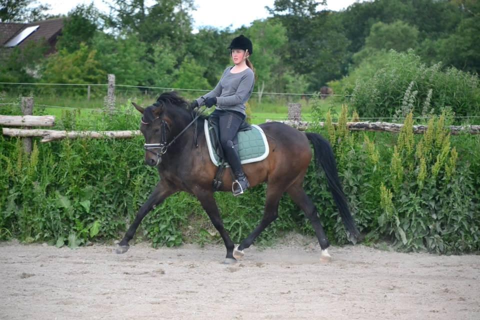 New Forest Meldgaardens Sir Duncan l B-pony - God made the horse from the breath of the wind, the beauty of the earth and the soul of an angel l træning 2013. billede 9