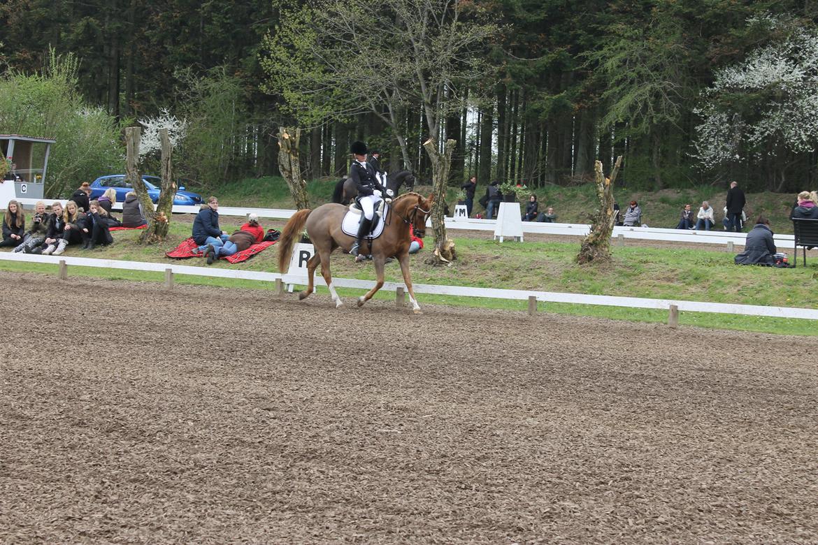 Tysk Sportspony Elano billede 10