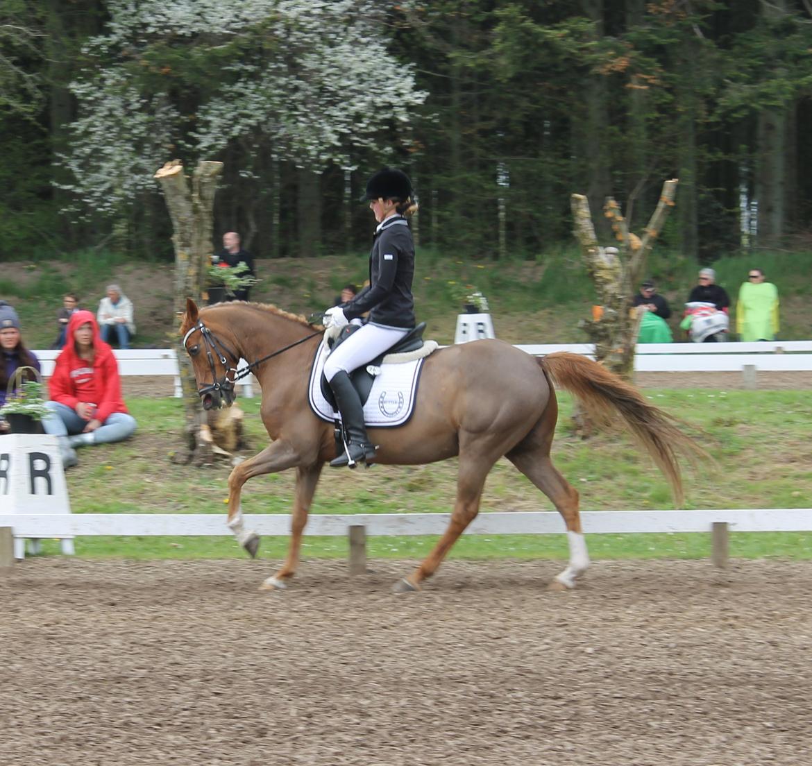 Tysk Sportspony Elano billede 11