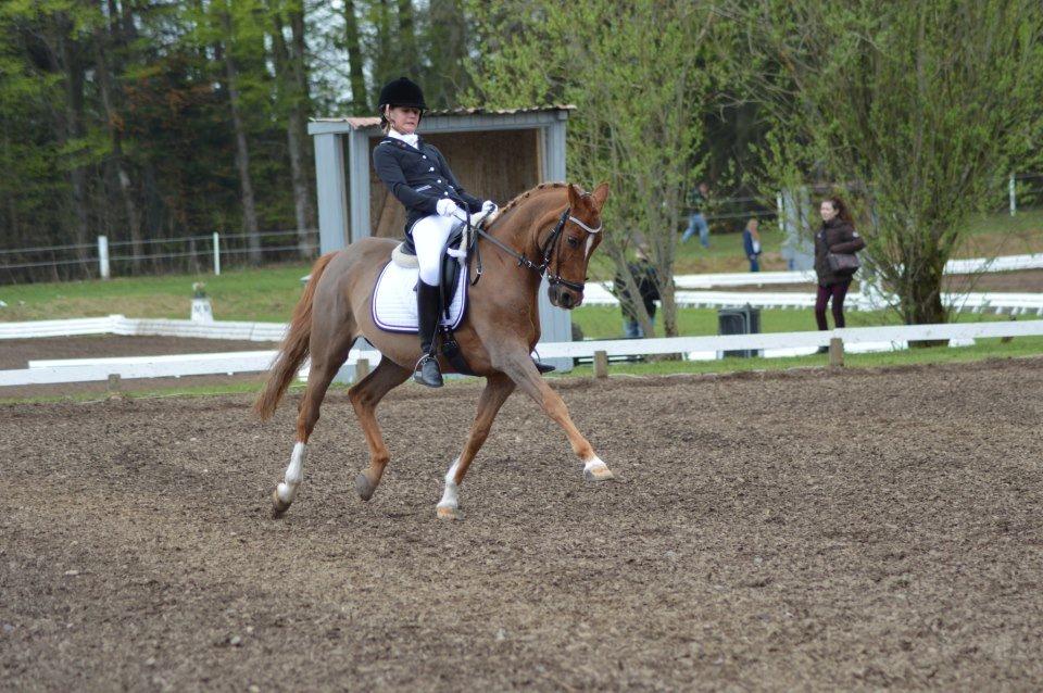 Tysk Sportspony Elano billede 15