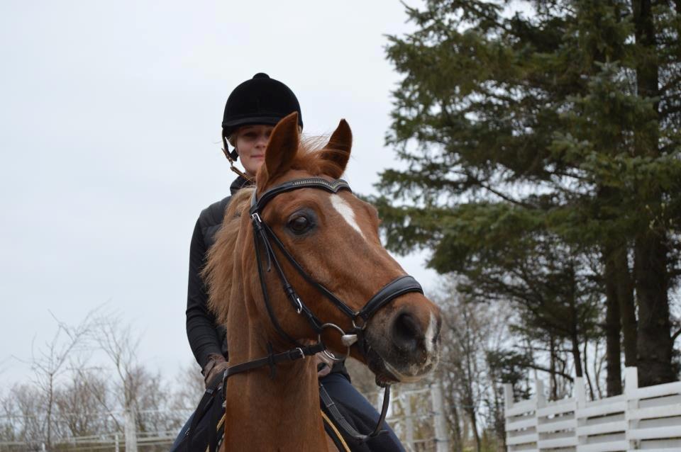 Tysk Sportspony Elano billede 18