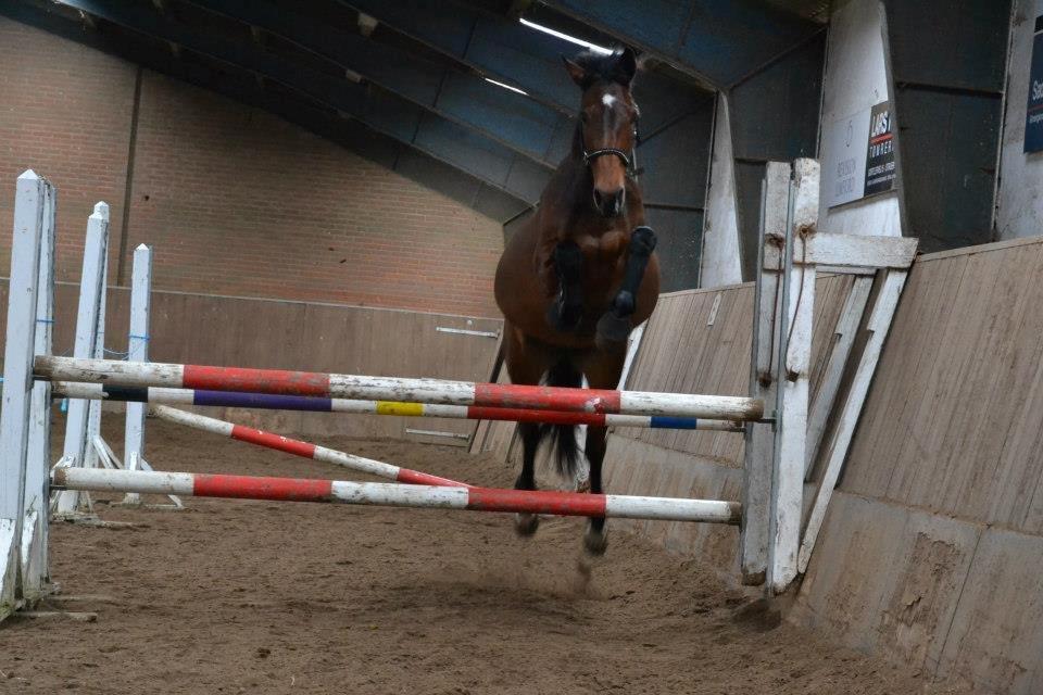 Dansk Varmblod Lobca K - Løsspringning♥ billede 1