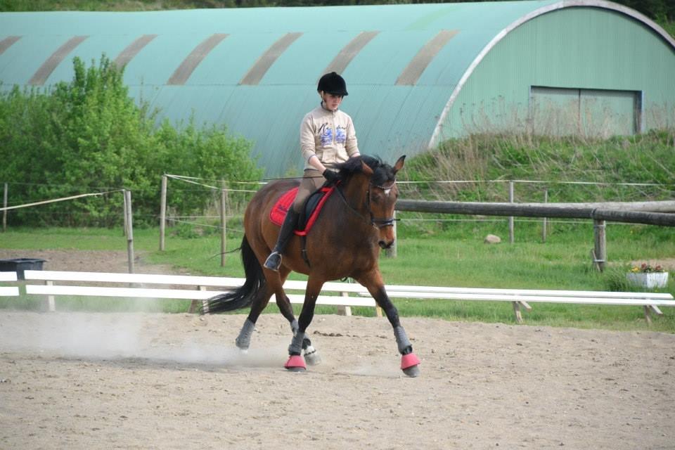 Dansk Varmblod Lobca K - Første gang jeg var på hende♥ billede 2