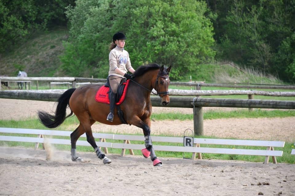 Dansk Varmblod Lobca K - Første gang jeg var på hende♥ billede 3