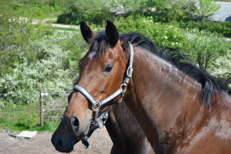 Dansk Varmblod Lobca K - Lobca og Duncan på folden♥ billede 4