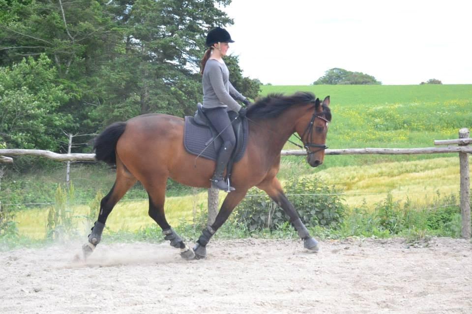 Dansk Varmblod Lobca K - Træning♥ billede 5