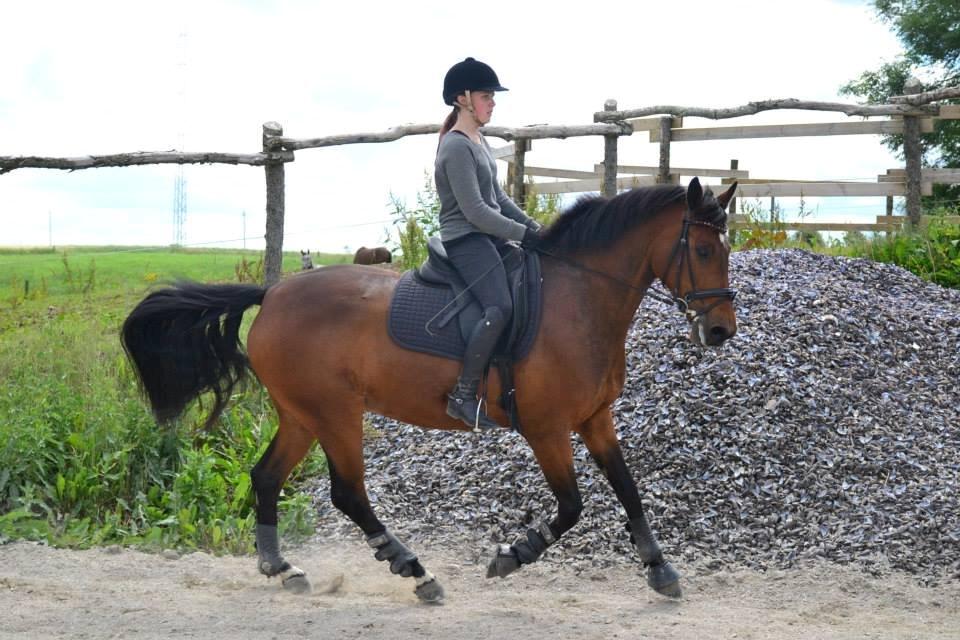 Dansk Varmblod Lobca K - Galop♥ billede 6