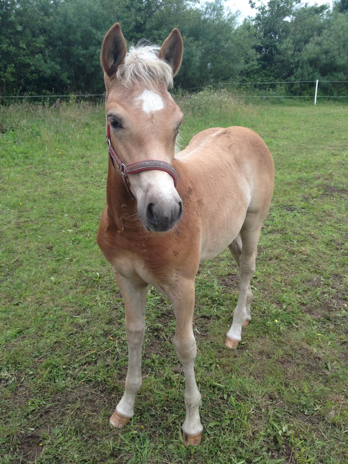 Haflinger Valencia Mosbøl - Nyt. 6 juli 2013 billede 16