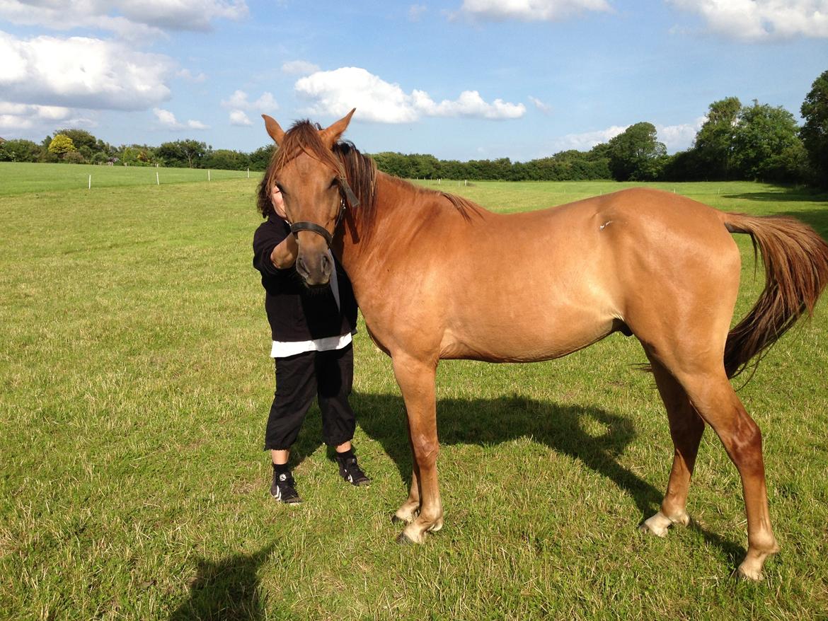 DSP Baily - min lille Baby er ved at blive voksen:) billede 7