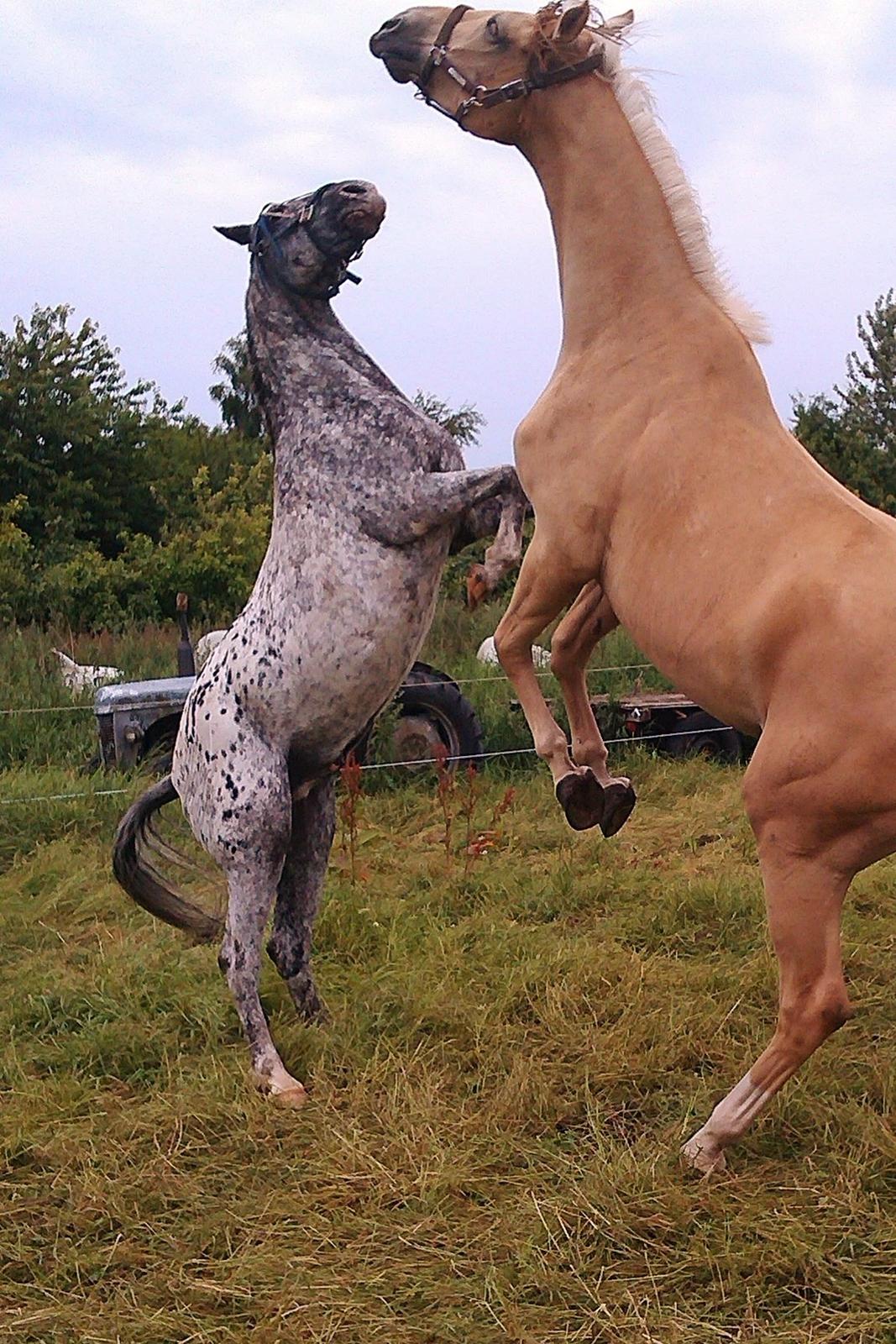 Appaloosa Benno - leger med amberloid, juli 2013 billede 8