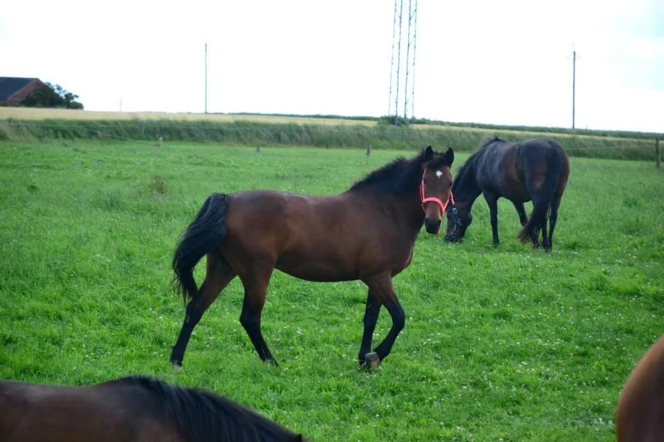 Dansk Varmblod Lobca K - Lobca på folden♥ billede 7