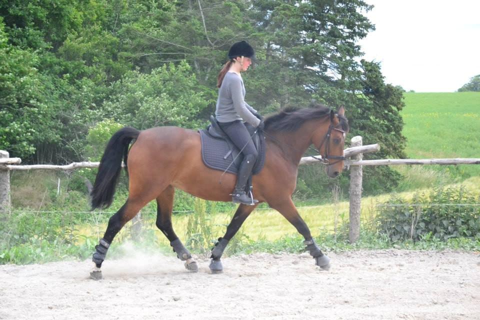 Dansk Varmblod Lobca K - Trav♥ billede 8