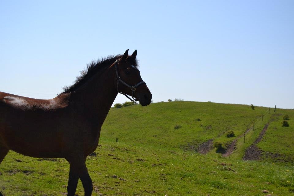 Dansk Varmblod Lobca K - Smukke Lobca på folden♥ billede 9