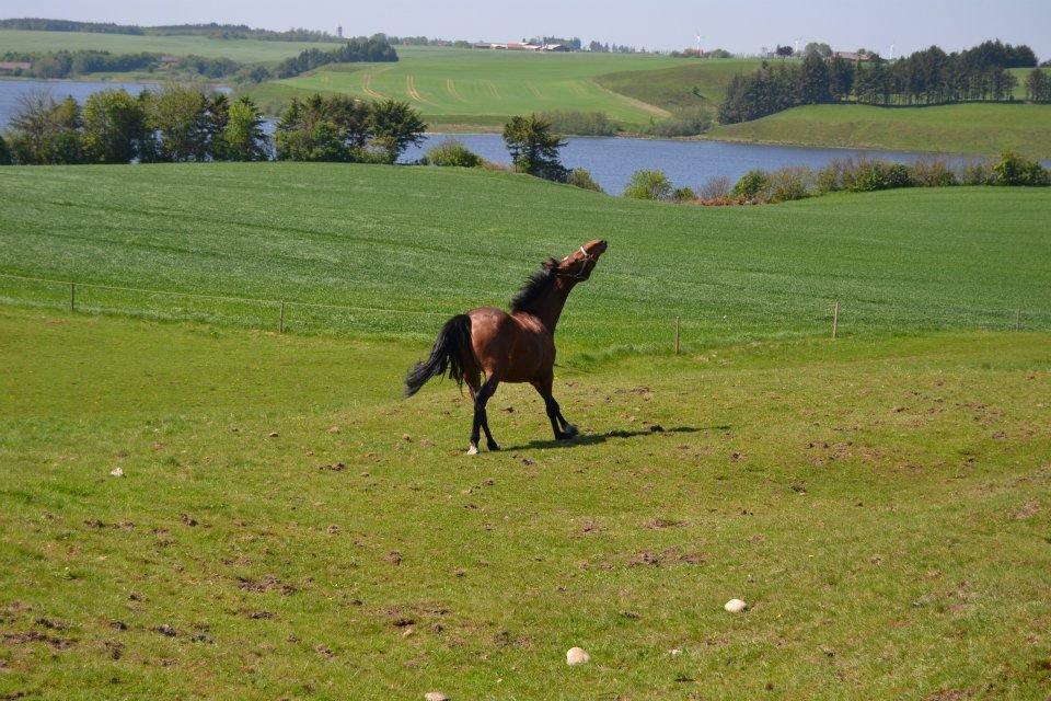 Dansk Varmblod Lobca K - Lobca nyder at være kommet på fold♥ billede 10