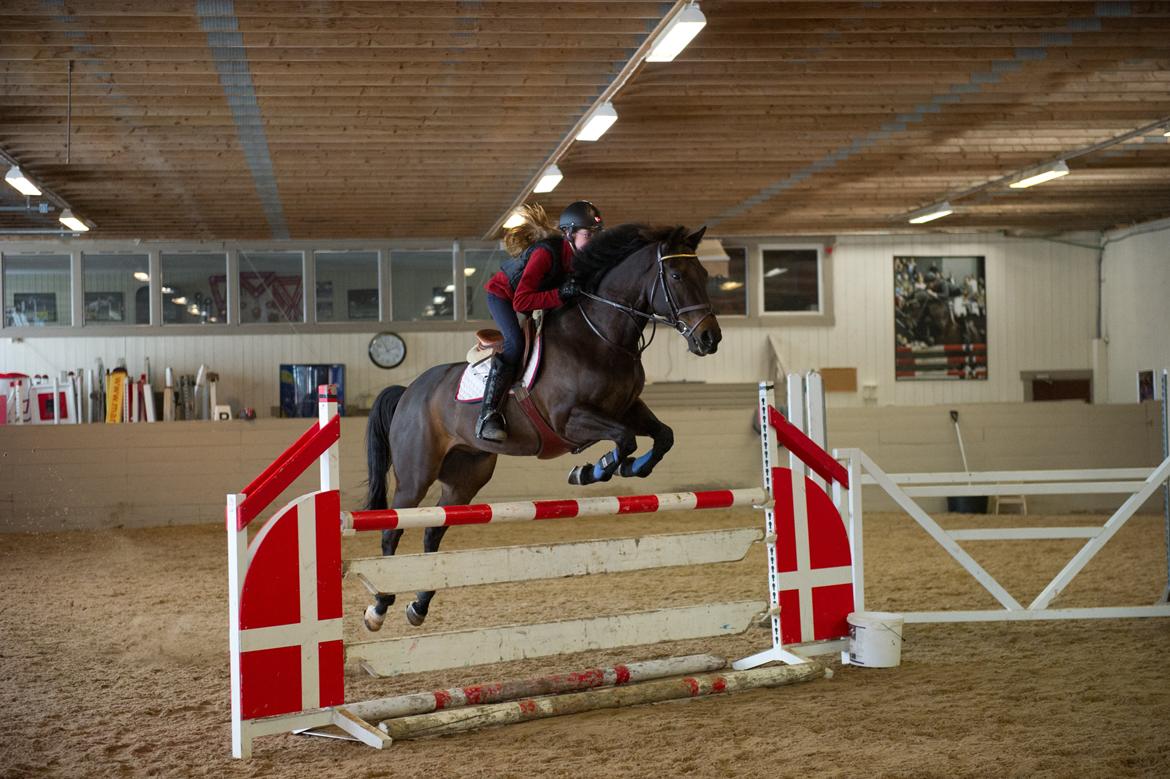 Irsk Sportspony Ebonys Star - Da jeg var oppe og prøve Ebbe i Norge billede 18