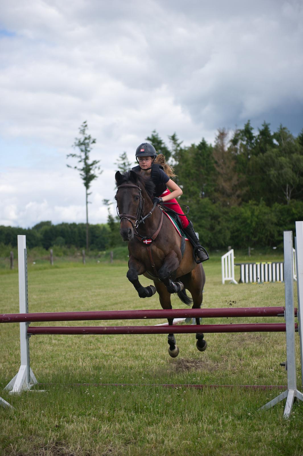 Irsk Sportspony Ebonys Star billede 4