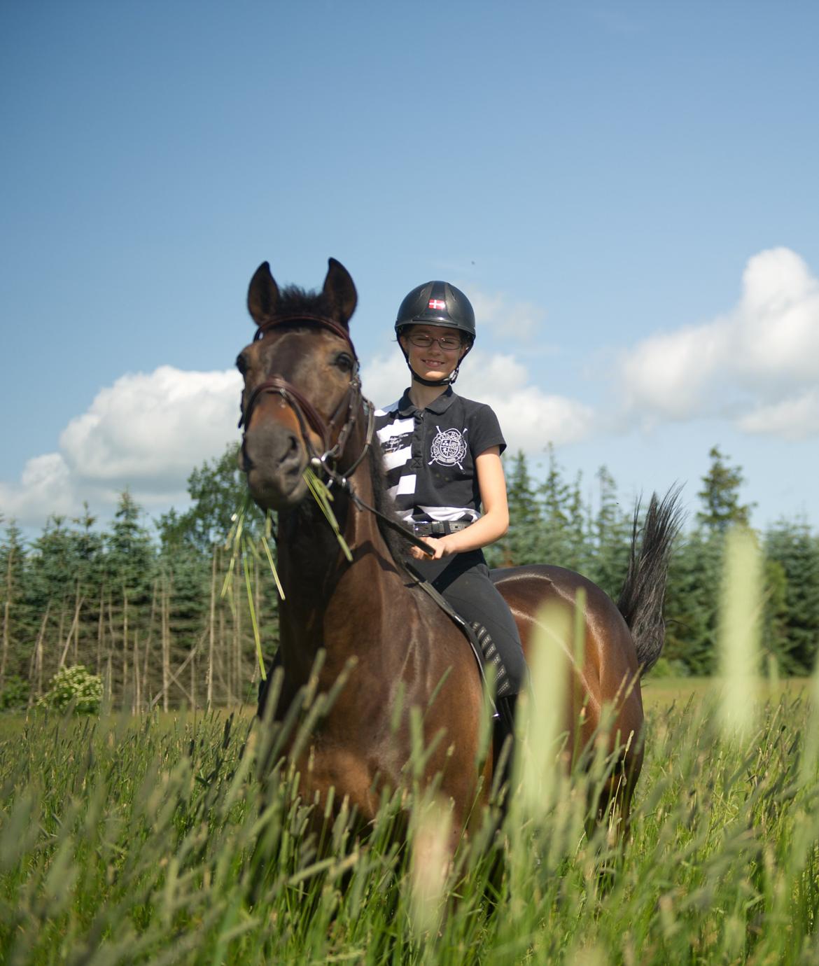 Irsk Sportspony Ebonys Star billede 20