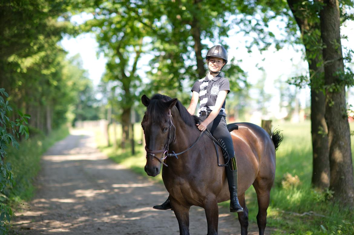 Irsk Sportspony Ebonys Star billede 9