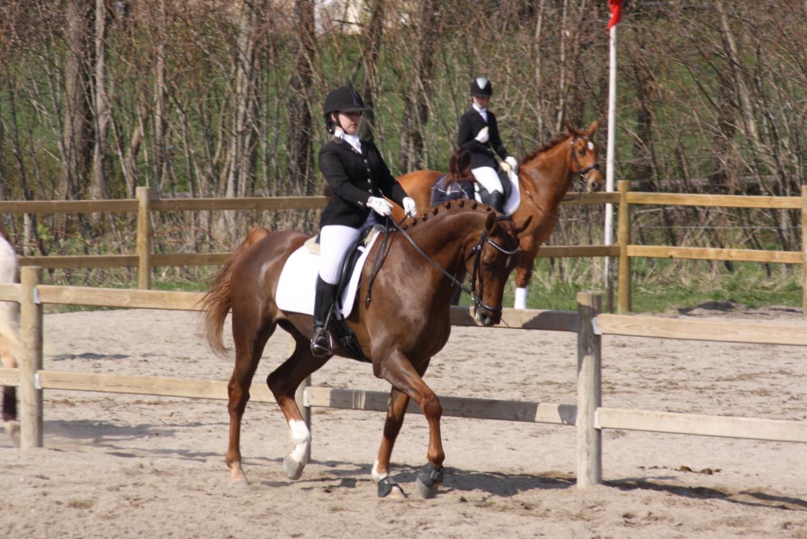 Dansk Varmblod Asterix billede 3