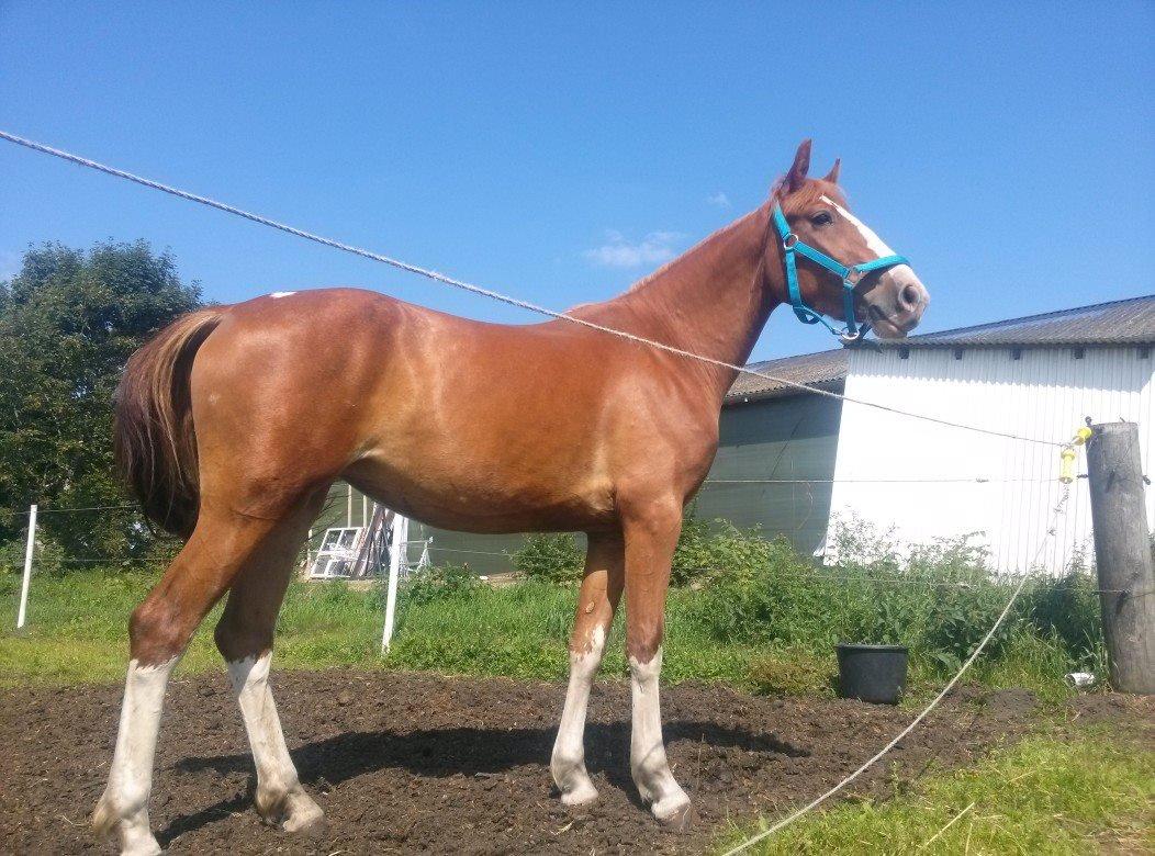 Frederiksborg Nefertari  billede 3