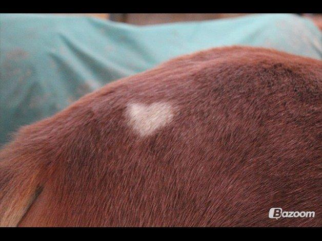 Frederiksborg Nefertari  - We sent you Hope, Peace and Love.<3 billede 4