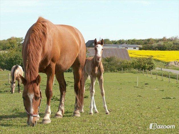 Frederiksborg Nefertari  billede 1