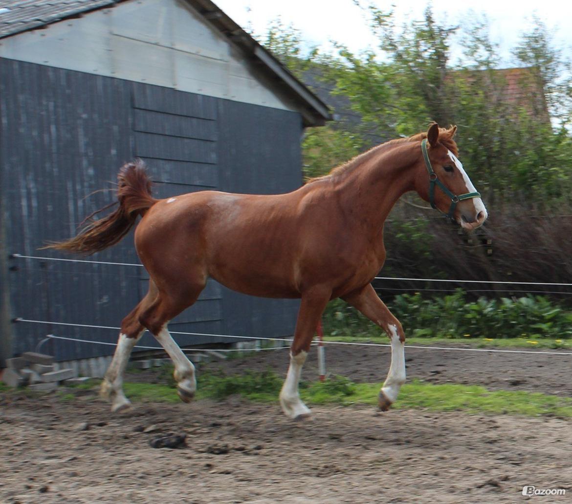 Frederiksborg Nefertari  billede 2