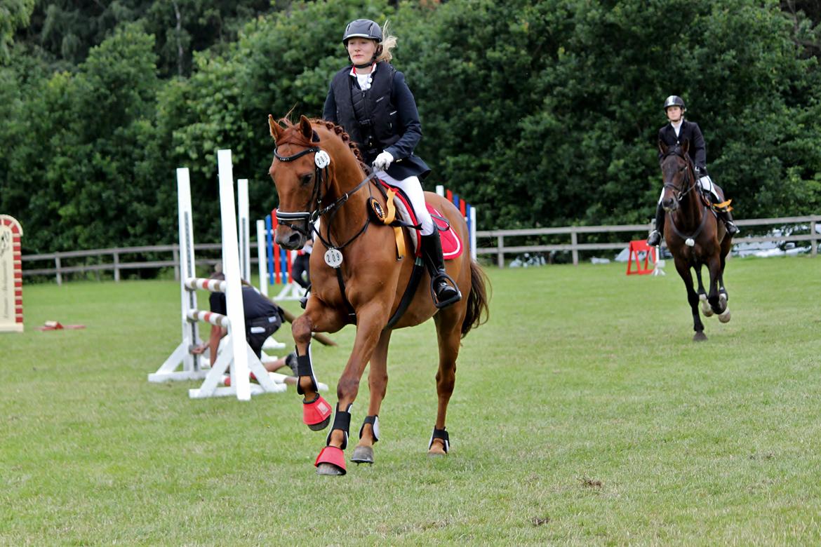 Dansk Varmblod - Sandagergård´s Rafaell - D4 Horseshow 2013. Vores første stævne og Raffes første springstævne! 90 cm. & 2 plads ud af 35!<3 billede 5