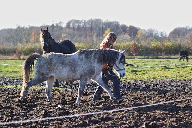 Anden særlig race Miss Dixie billede 5