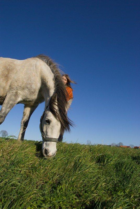Anden særlig race Miss Dixie billede 8