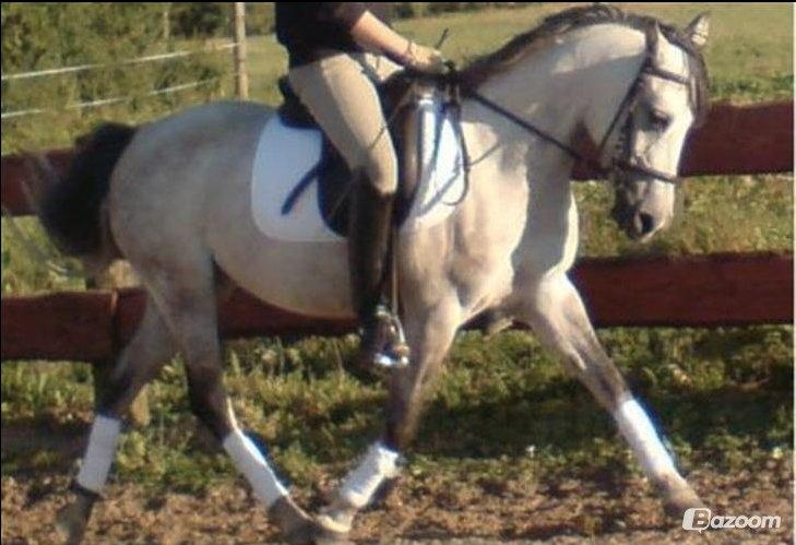 Anden særlig race Miss Dixie billede 1