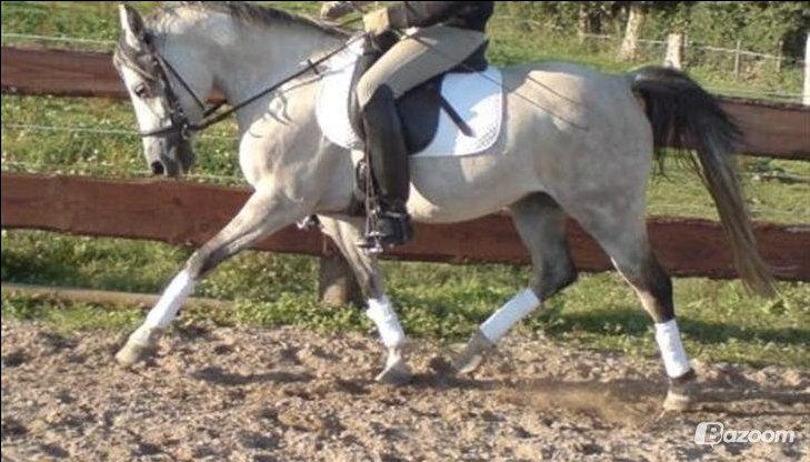 Anden særlig race Miss Dixie billede 12