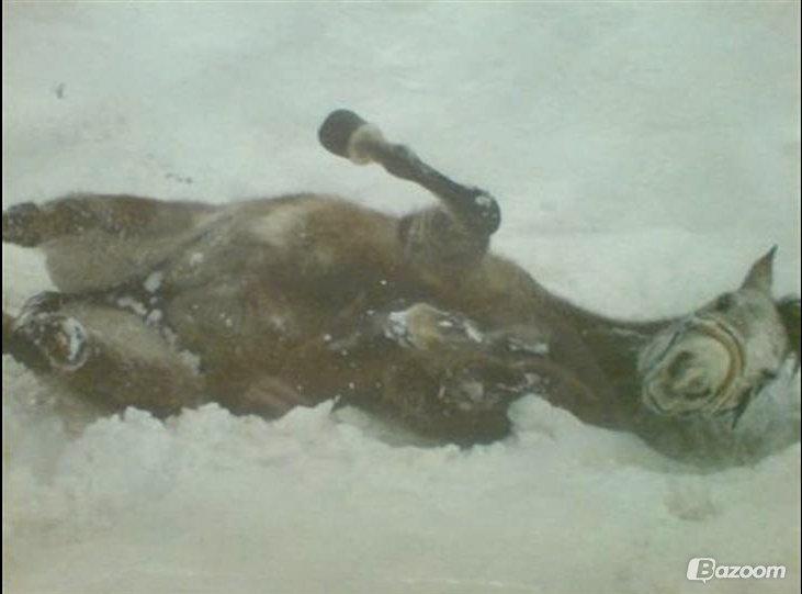 Anden særlig race Miss Dixie billede 13