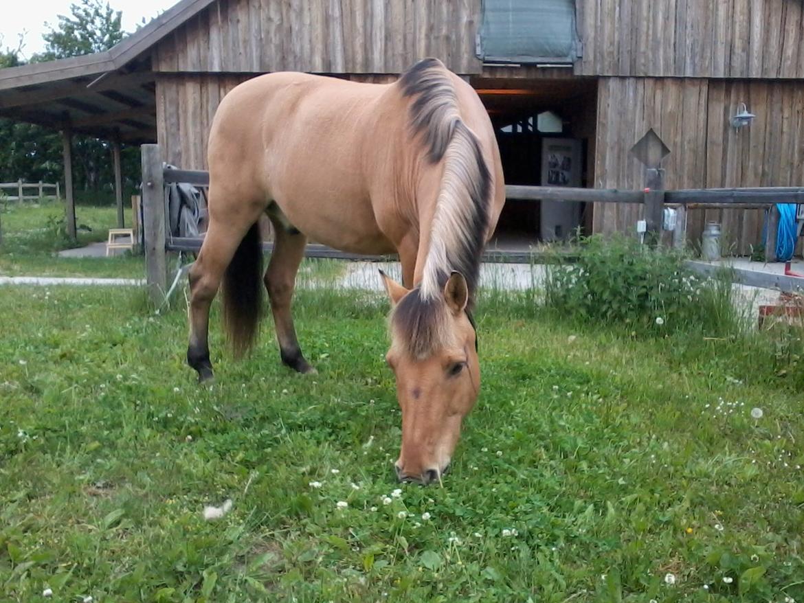 Anden særlig race Lukas billede 6