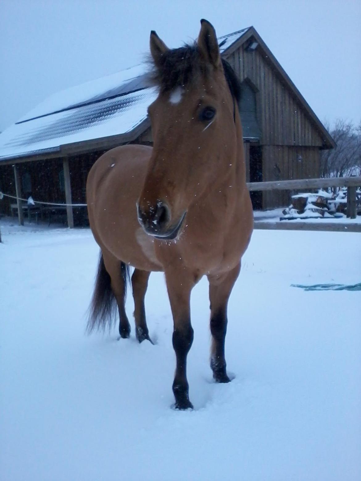 Anden særlig race Lukas billede 8