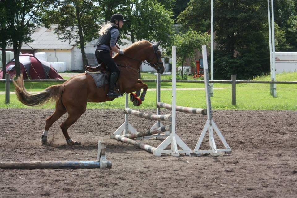 Welsh Cob (sec D) Money Penny - Ridelejr 2013 billede 12