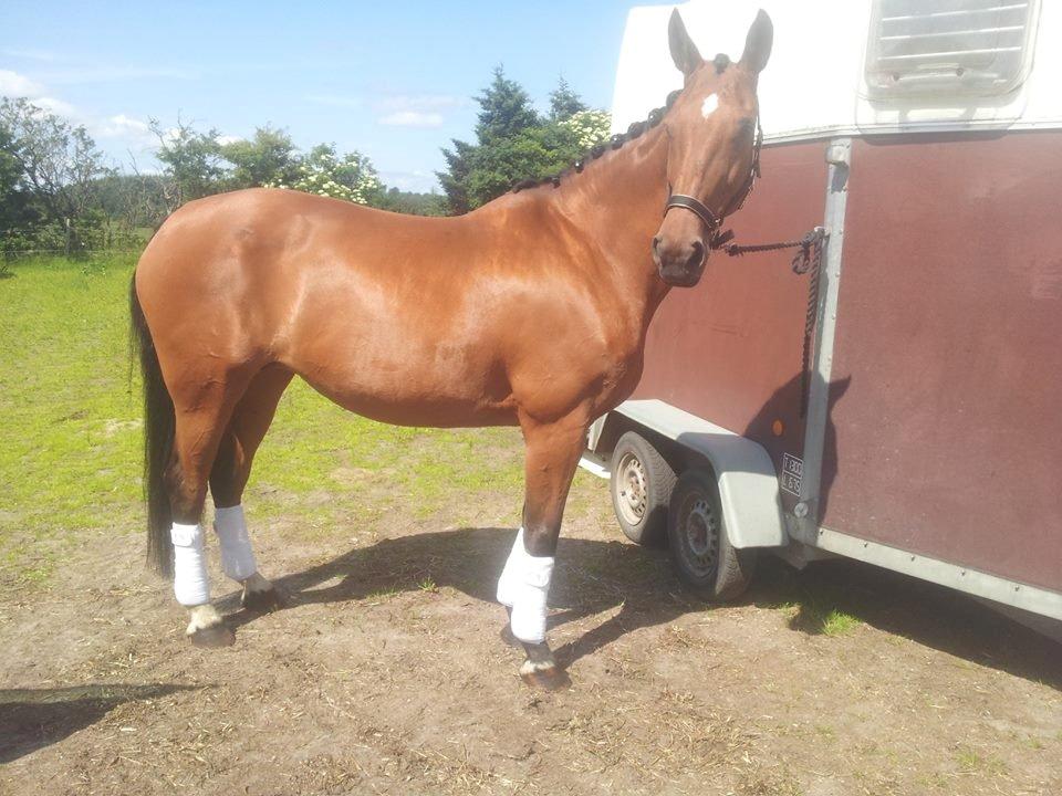 Dansk Varmblod Nygårds Brown Sugar - smukke sugar inden vi skal igang på stald vældgaard :)<3 billede 12