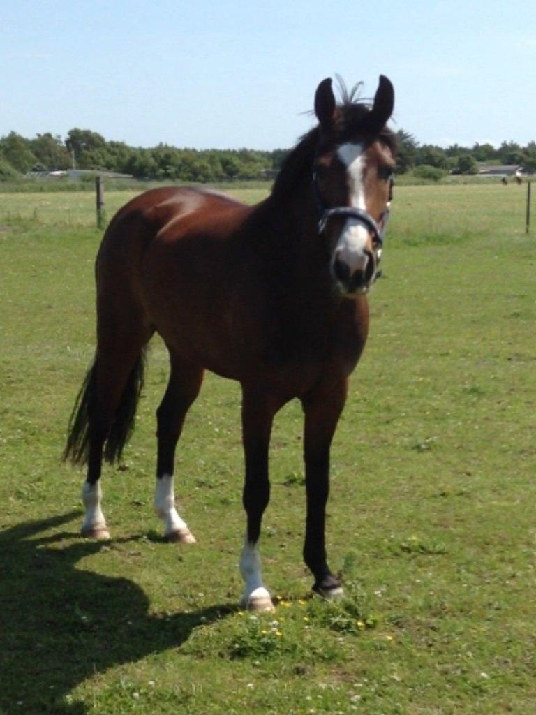 DSP Lundgaards Friday billede 14