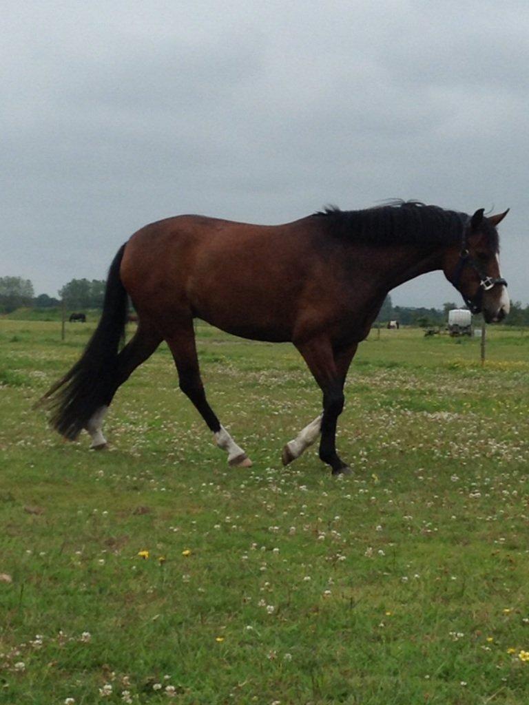 DSP Lundgaards Friday billede 16